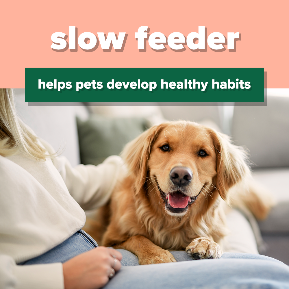 Lick & Learn Interactive Treat Plate